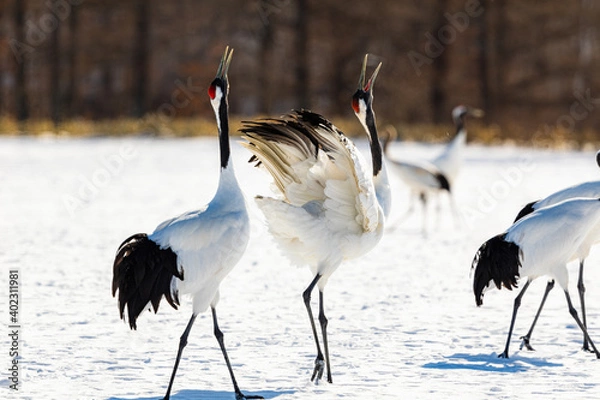 Obraz 吠えるタンチョウヅル