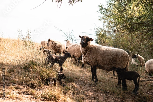 Fototapeta Sheeps & Lambs