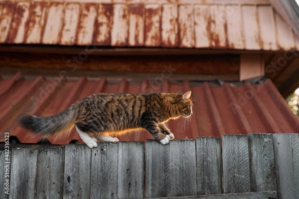 Fototapeta Little fluffy gray-white cat walks along the edge of walking an old wooden fence in the village