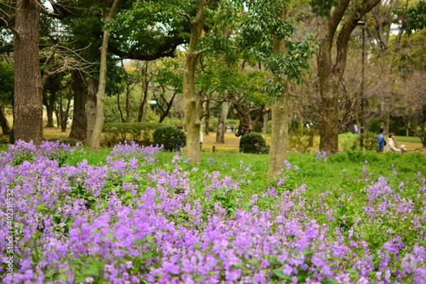 Fototapeta 紫の花