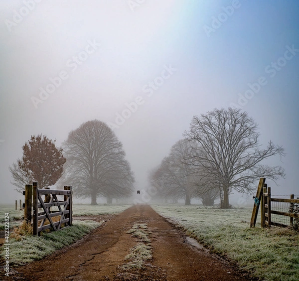 Fototapeta Wintery scene in the English Cotswolds, with bird flying across the pathway