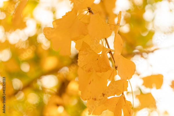 Fototapeta イチョウの葉