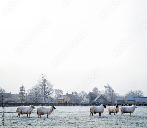 Fototapeta Cotswold farm with sheep in the field