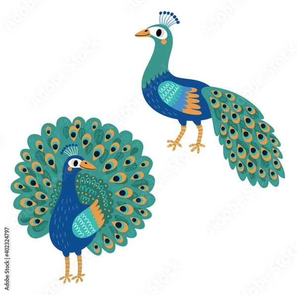 Obraz 

Peacock. Vector bird