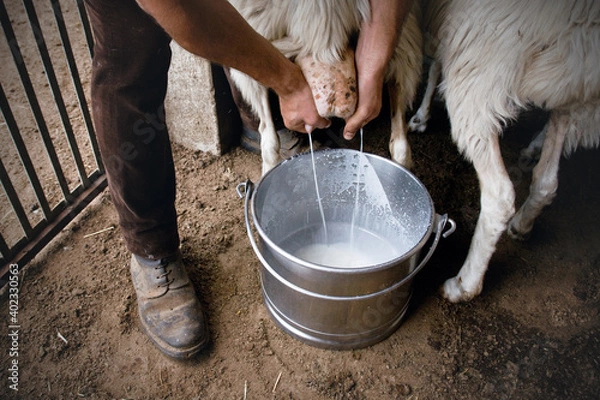 Obraz Detail of Shepherd milking sheep by hands, pastoral tradition of Sardinia, second largest island in Italy, Europe.
