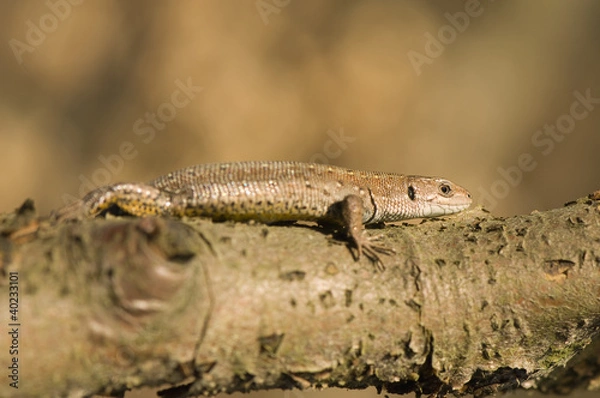 Obraz Zootoca vivipara