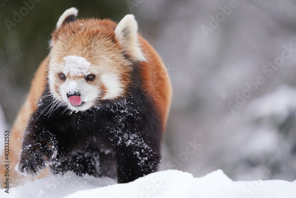 Obraz red panda with snow