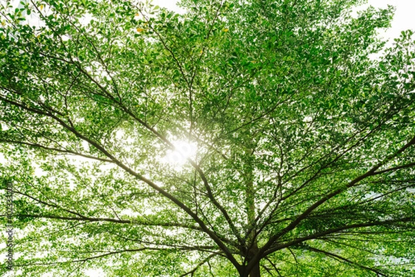 Obraz green leaves background