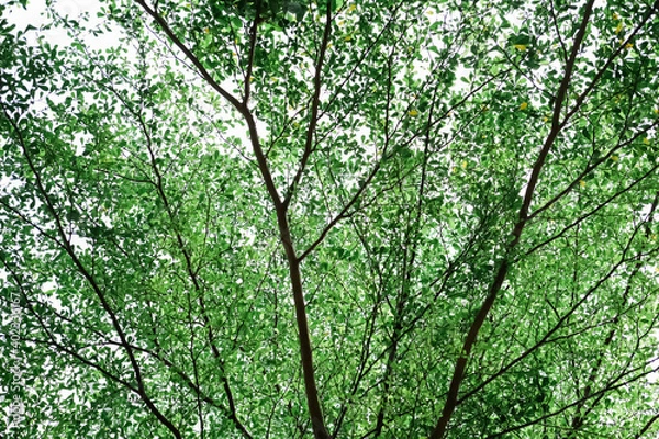 Fototapeta green leaves background