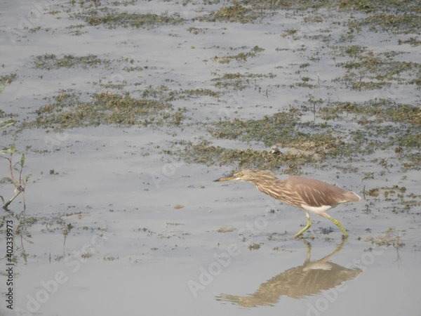 Fototapeta The aigrette birds walking and looking for food. Aigrette reflecting in lake water.