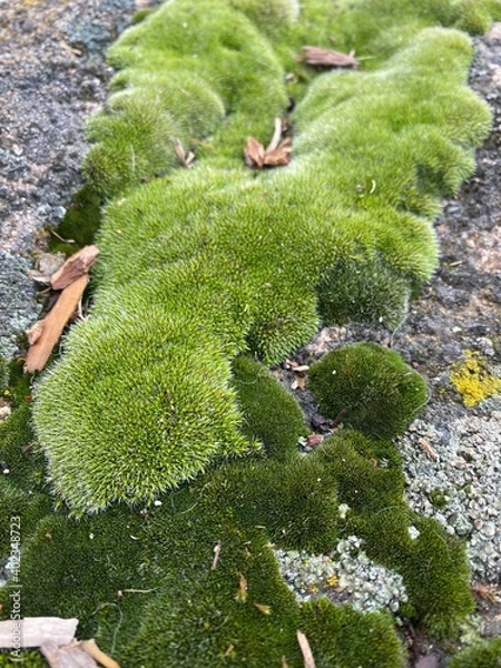 Obraz moss on a stone
