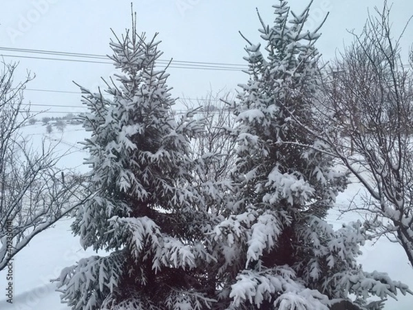 Fototapeta snow covered trees