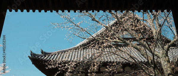 Obraz Nijō Castle is a flatland castle in Kyoto, Japan. 