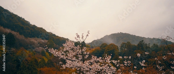 Obraz Looking at mountain range through Cherry blossom.
