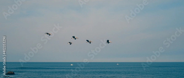 Obraz Pelicans flying by in Monterey, California.