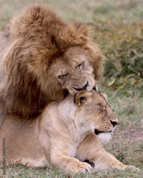 Obraz lion and lioness