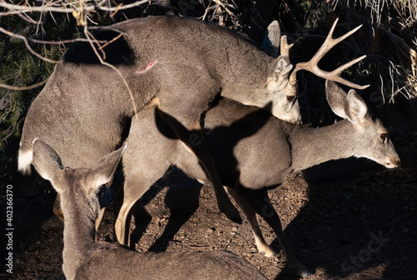 Fototapeta A Mule Deer Buck and Doe mate during the rutting season.