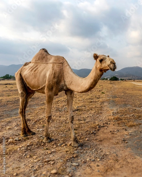 Fototapeta camel in the desert