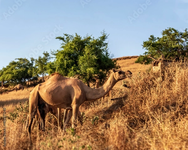 Obraz camels with landscape