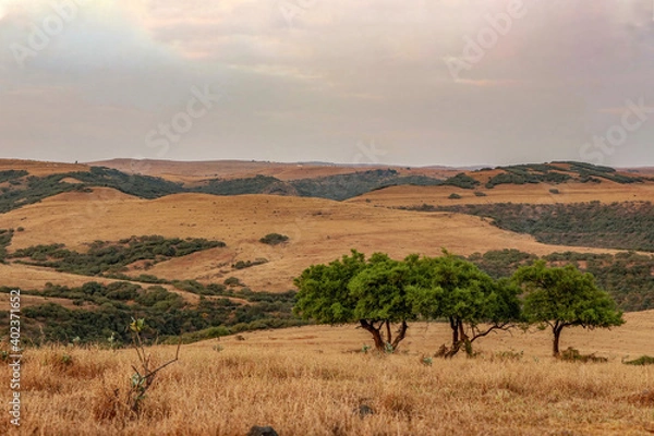 Obraz trees on mountains in Oman
