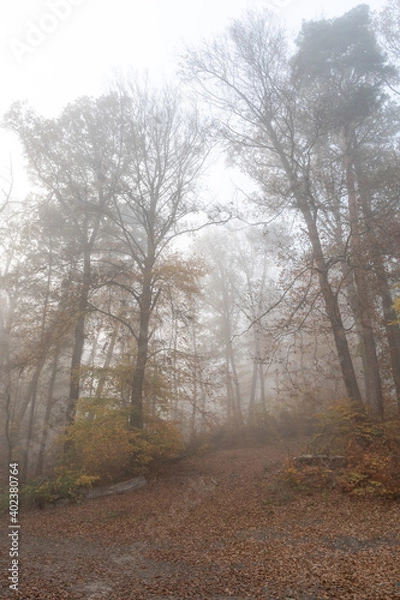 Fototapeta Nebelwald