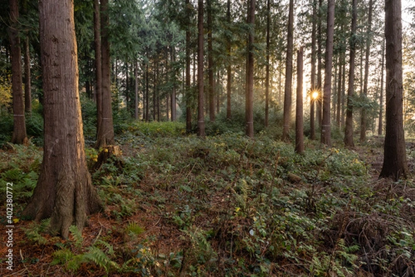 Fototapeta Nebelwald
