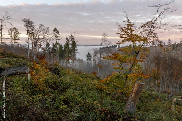 Fototapeta Nebelwald