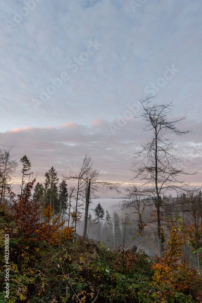 Fototapeta Nebelwald