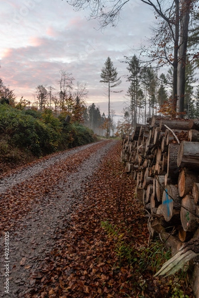 Fototapeta Nebelwald