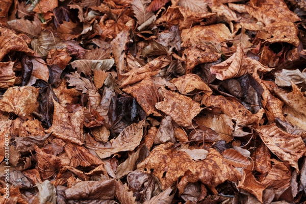 Fototapeta 雨でしっとりした冬の落ち葉