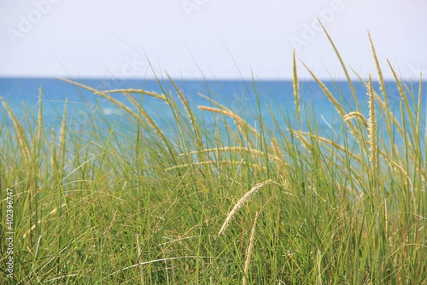 Obraz grass on the beach