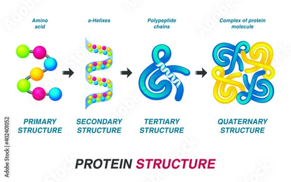 Obraz Protein structure concept. Vector illustration.