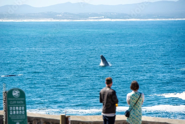 Fototapeta Watching whale breach