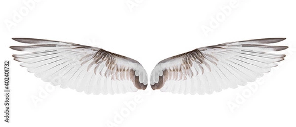 Fototapeta White bird wings on white background.