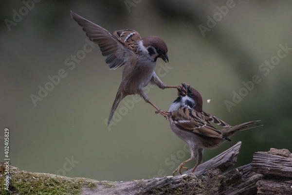 Obraz Two isolated Eurasian tree sparrows fighting 