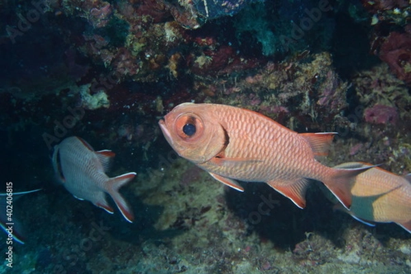 Obraz 奄美大島 No.18 アカマツカサ