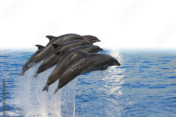 Fototapeta Five dolphins jumping together