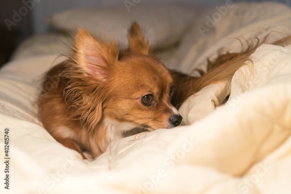 Fototapeta The dog is lying on the bed. Red-haired Chihuahua. Dog. White blanket. Pet.