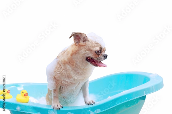 Obraz Dog taking a shower