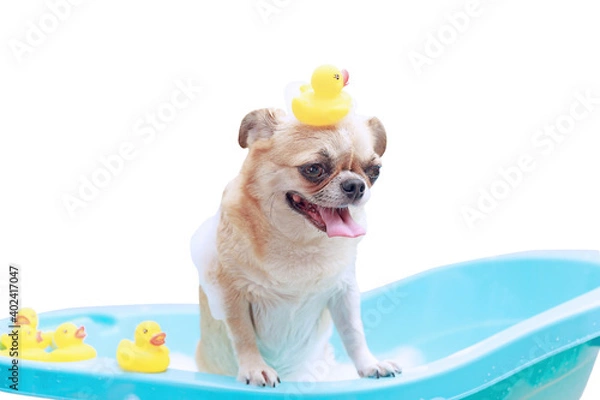 Obraz Dog taking a shower