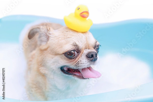 Obraz Dog taking a shower