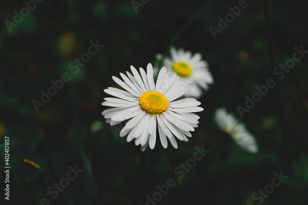 Obraz white daisy flower