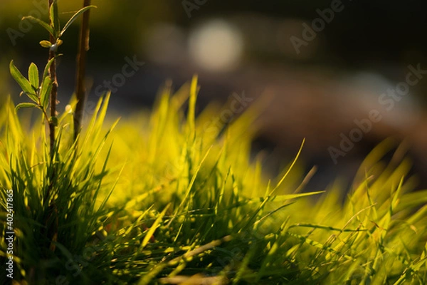 Obraz grass and sun