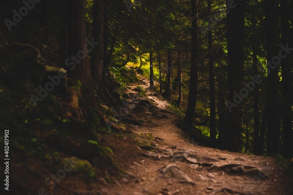 Obraz forest in autumn