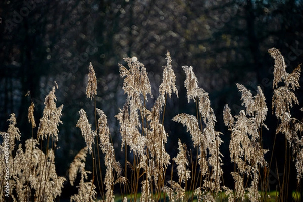 Obraz autumn in the forest