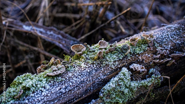 Obraz Toadstool in the swamp