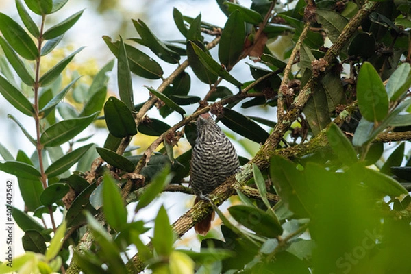 Obraz Choca-listrada (Thamnophilus palliatus)