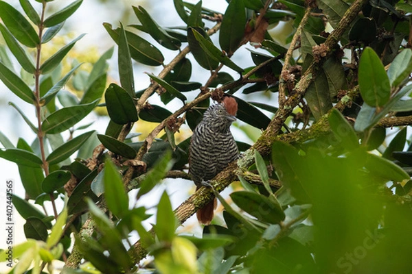 Obraz Choca-listrada (Thamnophilus palliatus)