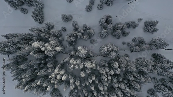 Obraz foret enneiger 