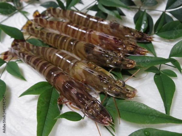 Fototapeta 生のクルマエビ